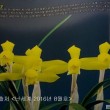 노랑나비